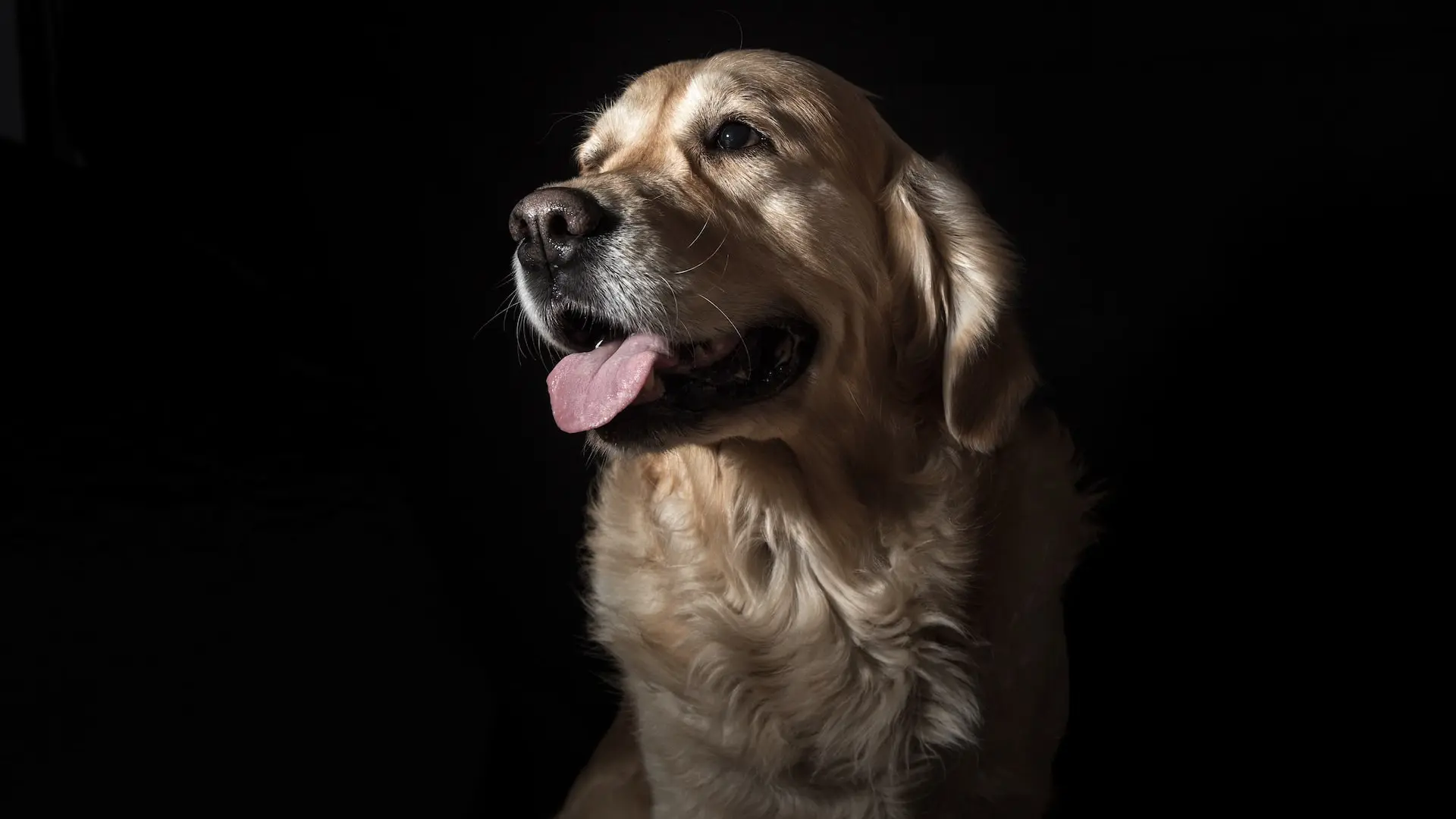 long-coated tan dog with black background